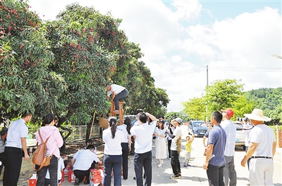 寶珠村最新新聞報(bào)道概覽